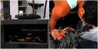 Kreatif Banget, Pemilik Rumah Ini Buat Pagar dari Kolam Ikan Koi