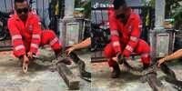 Video Mendebarkan Ular Piton Tak Mau Lepas Gigitan dari Tangan Petugas Damkar