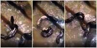 Video Detik-detik Ular Piton Muntahkan Mangsanya, Biawak Besar Mirip Buaya
