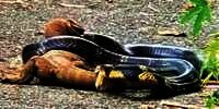 Viral Video Duel Maut King Cobra 4,5 Meter Vs Biawak Raksasa, Begini Endingnya