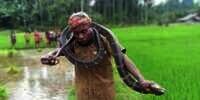 Sok-sokan Pamer Keahlian Tangkap King Cobra Sambil Menari-nari, Kakek Ini Maut