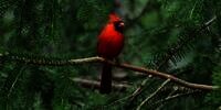 16 Arti Mimpi Burung yang Sering Diabaikan, Penting Untuk Diketahui!
