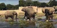 Video Buaya Salah Pilih Mangsa, Diinjak-injak Gajah Sampai Tak Bernyawa