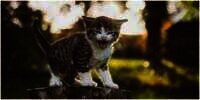 15 Arti Mimpi Dikejar Kucing, Salah Satunya Jadi Tanda Bagus untuk Urusan Finansial