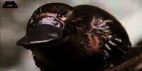 Musang Bermulut Bebek, Panji Petualang Ungkap Bisanya Tak Kalah Seram dengan Ular