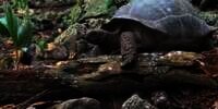 Pertama Kali Terekam Kamera, Kura-kura Raksasa Berburu Anak Burung