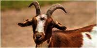 15 Arti Mimpi Kambing Menurut Primbon, Banyak Datangkan Pertanda Baik di Hidupmu