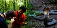 Usai Review Serangga Aneh di Hutan, Panji Petualang Dihadang Kobra Besar, Ukurannya Bikin Bergidik!