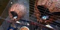 Burung Peliharaan Mati Mendadak, Saat Memeriksa Pemilik Kaget Ada Sosok Seram Muncul dari Dalam Sangkar