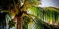 42 Manfaat Pohon Kelapa yang Serbaguna Bagi Kehidupan, Mulai dari Akar Sampai Buahnya