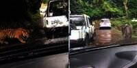 Viral Pengunjung Kebun Binatang Terjebak di Area Binatang Buas, Posisinya Bikin Merinding!