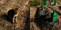 Viral Mengapa Kucing Itu Diam Saban Hari di Kuburan, Ternyata...