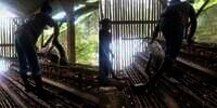 Peternak Langsung Lemas Lihat Ular Piton Bersarang di Kandang Ayam, Ukuran Perutnya Mengejutkan