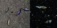 Heboh Fenomena Cuaca Aneh Berupa Hujan Ikan