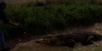 Aksi Pawang Kasih Makan Buaya Raksasa Mulutnya Buntung, Netizen Jadi Kasihan Melihatnya