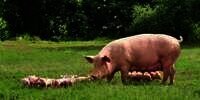 10 Arti Mimpi Makan Daging Babi yang Perlu Kamu Ketahui, Beserta Doa Agar Selalu Dilindungi