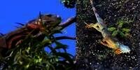 Brrrrr! Suhu Dingin Sampai 4 Derajat Celcius, Iguana Jadi Kaku dan Berjatuhan dari Pohon Bak Hujan