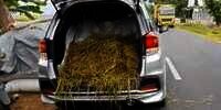 Petani Terlalu Sayang Sapi, Mobil Ini Jadi Korbannya