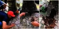 Ngeri! Dengar Suara Aneh di Dalam Pohon Kelapa, Saat Dibongkar Ternyata Sarang Ular