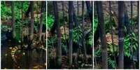 Dikira Patung Batu, Ternyata Ular Segede Pohon Kelapa