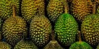 Viral Kasus Durian Kosong di Pasuruan, Begini Nasib Penjualnya