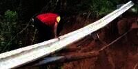 Demi Temukan Ibu yang Terseret Banjir Bandang, Wanita Nekat Seberangi Jembatan Rusak di Atas Sungai