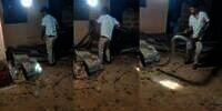 Video Evakuasi King Kobra Raksasa Segede Lengan Orang Dewasa dari Rumah, Kemunculannya Dianggap Misterius
