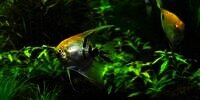7 Manfaat Memelihara Ikan Hias di Rumah Bagi Kesehatan Mental
