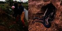 Bikin Bergidik! Penemuan Sarang Berisi 100 Ular Kobra di Pematang Sawah