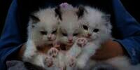 7 Manfaat Minyak Ikan untuk Kucing yang Bisa Melebatkan Bulunya