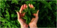 8 Manfaat Daun Mint yang Baik untuk Menjaga Kesehatan Fisik dan Mental