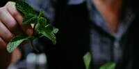 Manfaat Daun Mint untuk Kesehatan Kulit Wajah yang 'Ampuh' Usir Komedo dan Jerawat