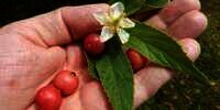 Manfaat Buah Kersen untuk Menghaluskan dan Melembutkan Kulit