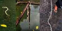 Ular Salah Nyemplung Kolam, Separuh Badan Terkoyak Jadi Kerangka