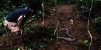 8 Momen Panji Petualang Ketemu Monster King Kobra Penghuni Hutan Angker, Garaga Kalah Gede!