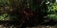 Gagal Tebang Pohon Bambu yang Ganggu Jalan Remaja Muntah Darah dan Tercium Bau Anyir, Sempat Lihat Makhluk Hitam Tinggi Besar