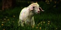 Manfaat Micin untuk Kambing yang Patut Dicoba, Para Peternak Harus Tahu!
