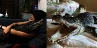 8 Potret Cewek Cantik Viral Pelihara 6 Buaya di Rumah, Tidur hingga ke Toilet Bareng!