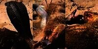 Pertarungan Maut King Cobra Vs Luwak, Si Ular Pertama Garang Akhirnya Dikuliti Hidup-Hidup