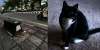 Misteri Makam Mini di Trotoar Jalan Solo-Sukoharjo Terungkap, Ternyata Kuburan Kucing Bernama Nyai Sembro