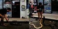 7 Potret Rumah Panji Petualang yang Jarang Disorot, Penuh Reptil Langka dan Ada Bangunan Tersembunyi