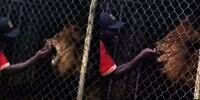 Pawang Pamer Keakraban Pegang-Pegang Taring Singa di Depan Pengunjung, Jari Malah Putus Digigit Peliharaan