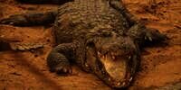 Bocah 14 Tahun Tarung Lawan Buaya, Selamat Meski Tubuh Sudah di Dalam Mulut si Predator