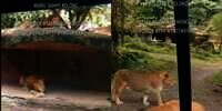 Ngeri! Viral Mobil Pengunjung Taman Safari Digigit Singa Sampai Bolong