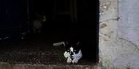 Wanita Pelihara Lebih dari 50 Kucing di Rumah, Tetangga Tak Pernah Buka Jendela Selama 10 Tahun Gegara Tak Tahan Baunya