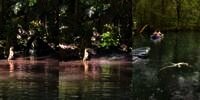 Brutal dan Kejam, Aksi Aligator Besar Banting dan Potong Kepala Sesamanya Terekam Jelas