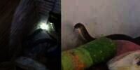 Ngeri Banget, Video Temuan Kobra Raksasa di Rumah Warga Bogor