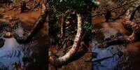 Nasib Tragis Ular Piton 4 Meter Segede Paha di Kali Sunter, Digebuki Pemancing Sampai Penuh Luka