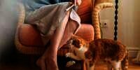 Kisah TKI Menyambi Asuh Kucing di Amerika, Kerja Santai Bawa Pulang Rp1,5 Juta Semalam