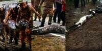 Video Petugas Damkar Evakuasi Ular Piton Raksasa Segede Pohon Kelapa Telan Kambing Bulat-bulat, Netizen Merinding Dikira Mangsa Bocil